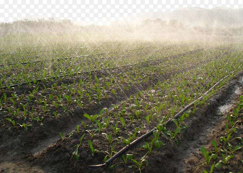 ��԰�߲���ֲ�����Զ�����-������