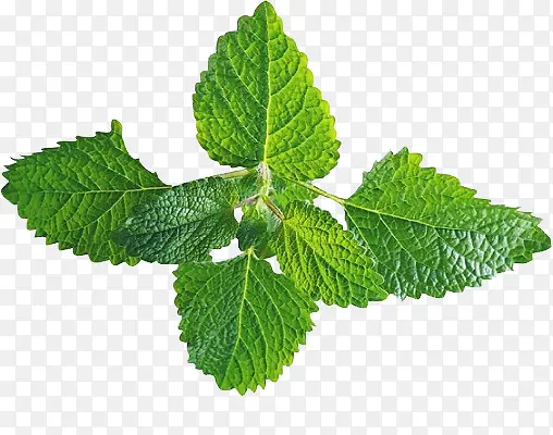 �ƹ�Ҷ��ֲ��Ҷ���߲�ˮ���ƹ�-������