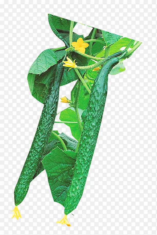 �߲˻ƹ�-������