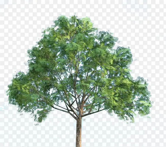 ��Ҷ������-������