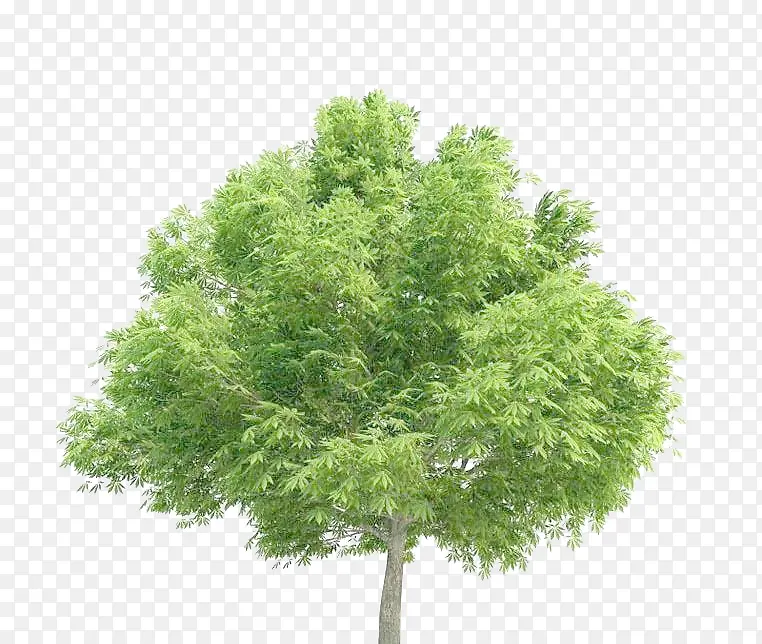 ��Ҷ������-������