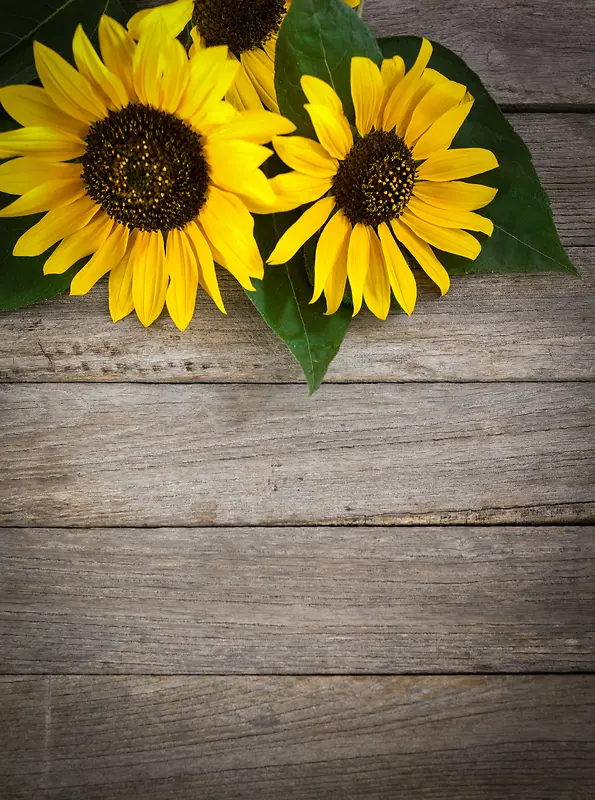 ľ�屳�������տ�-������