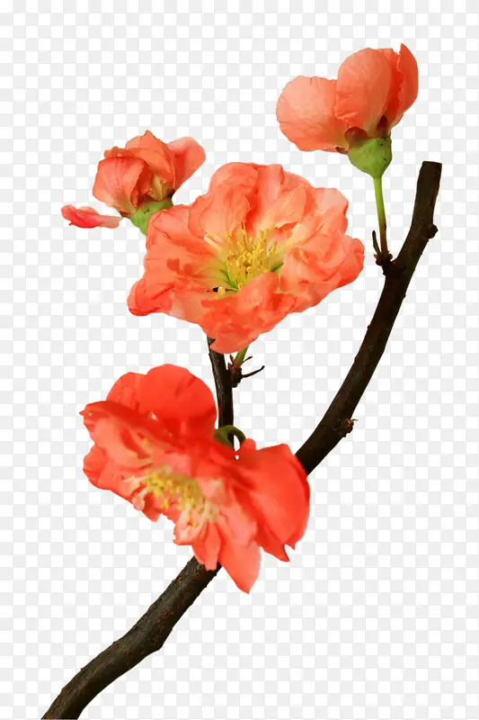 ��Ӱ��ɫ�Ļ��Ƕ��-������