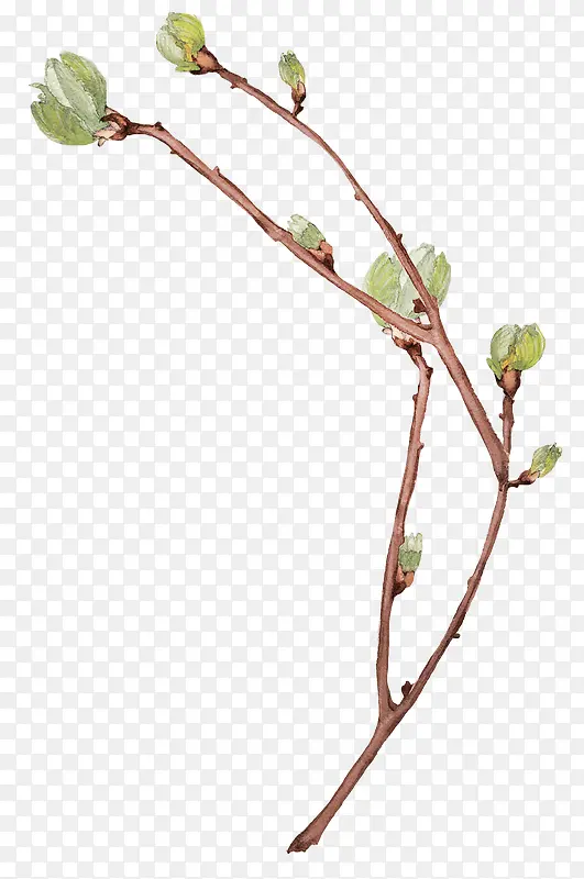 ��֦�ϵ���ѿ-������