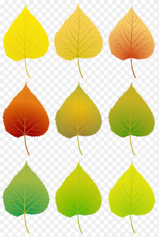 ��ɫ��Ҷ-������