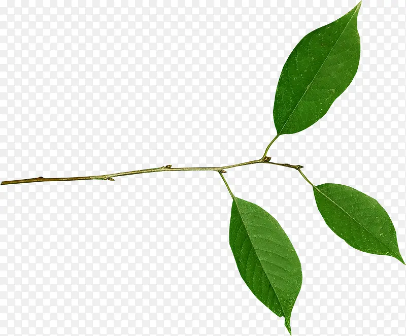 ��ɫ֦Ҷ-������