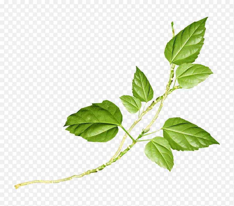 ��ɫ֦Ҷ-������