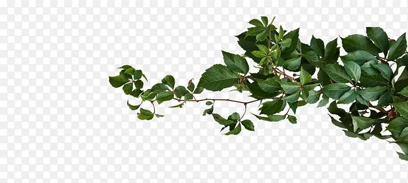 ��ɫ��Ҷ��-������