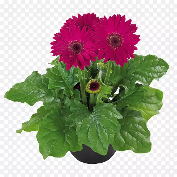 Խ����ջ�MIDIֲ����޾��϶��㻨-������