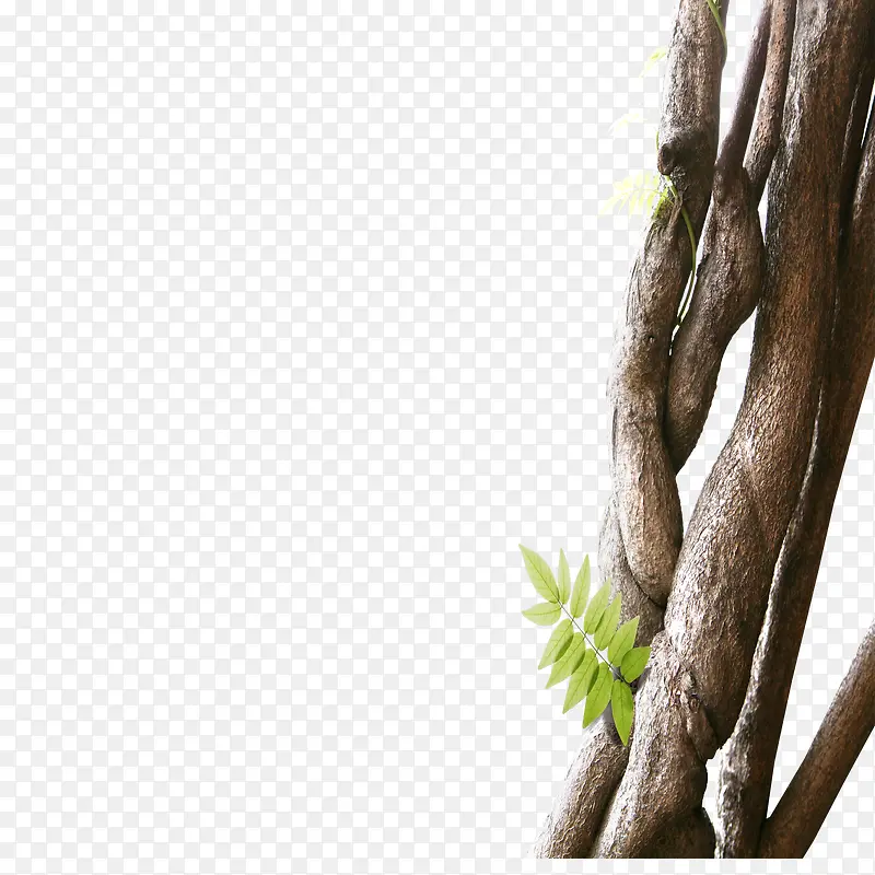 ��ľԪ��-������