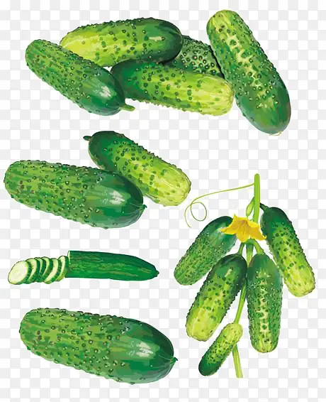 �ƹ����Ԫ��-������