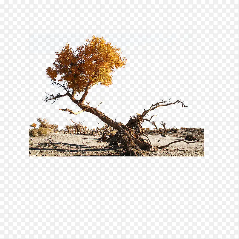 �㵹����-������