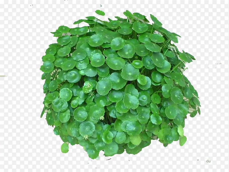 ��ѩ�ݵ�ҩ������-������