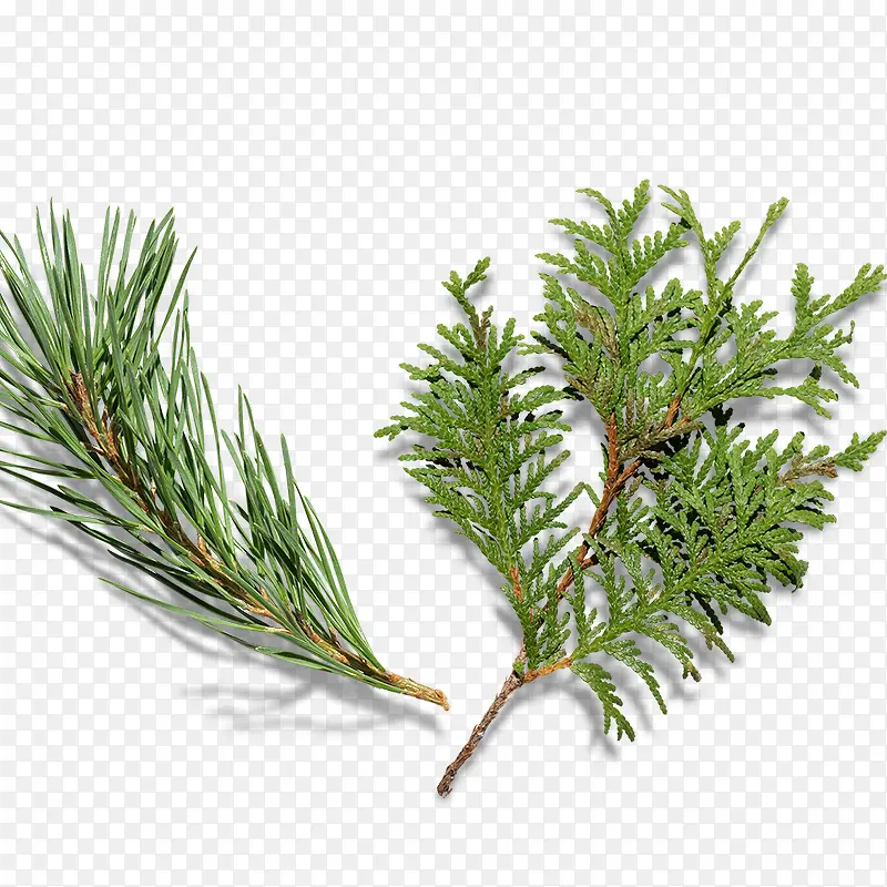 ����֦-������