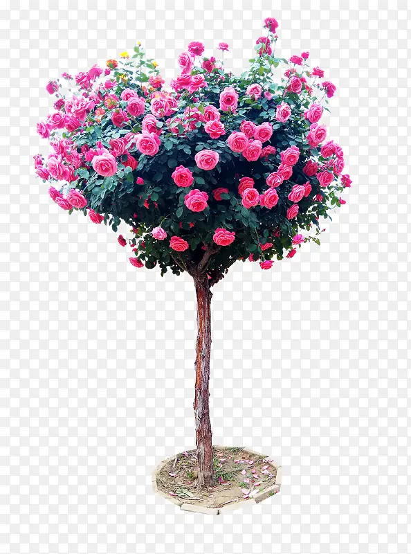 �ۺ�ɫ�����¼���-������