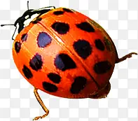 ��ͨ��ɫ����ư��-������