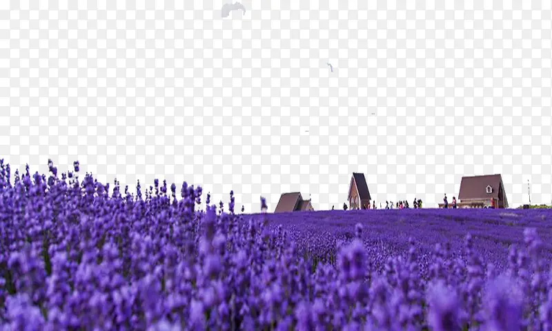 ޹�²���ֲ��-������