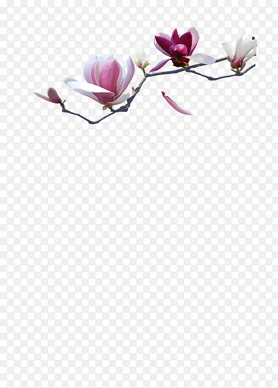 ��ɫ������-������