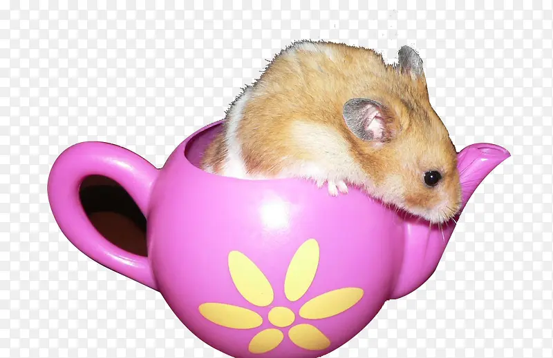 ������ɰ���С����-������