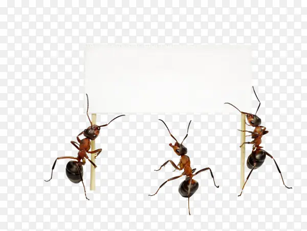 ���ϱ�ǩ�ز�-������