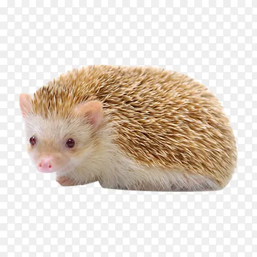 �ɰ����-������