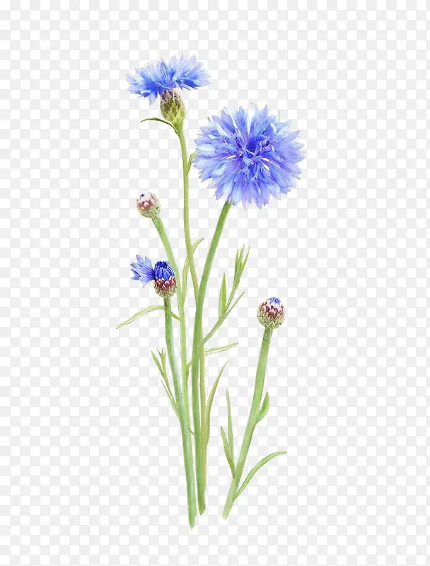 ֲ��-������