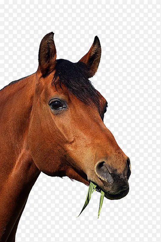 ���Բ�-������