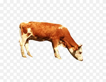 �Բݵ�ţ-������