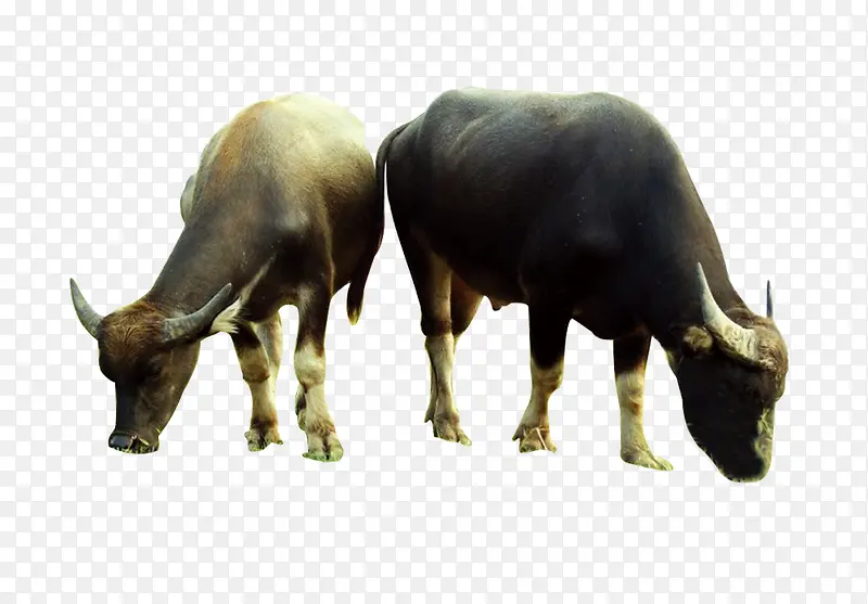 �Բݵ�ţ-������