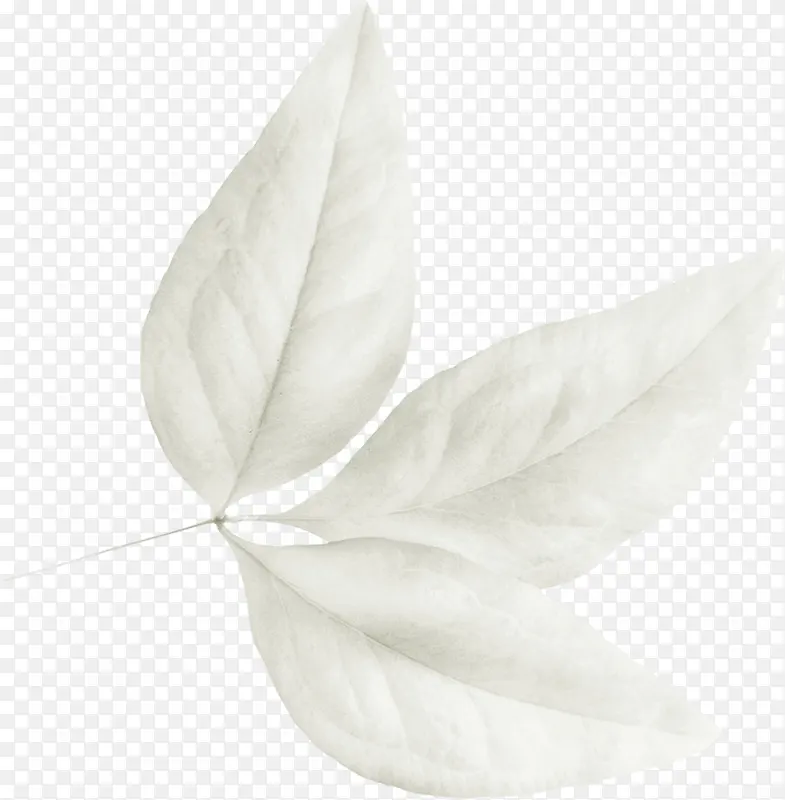 ��ɫ֦Ҷ-������