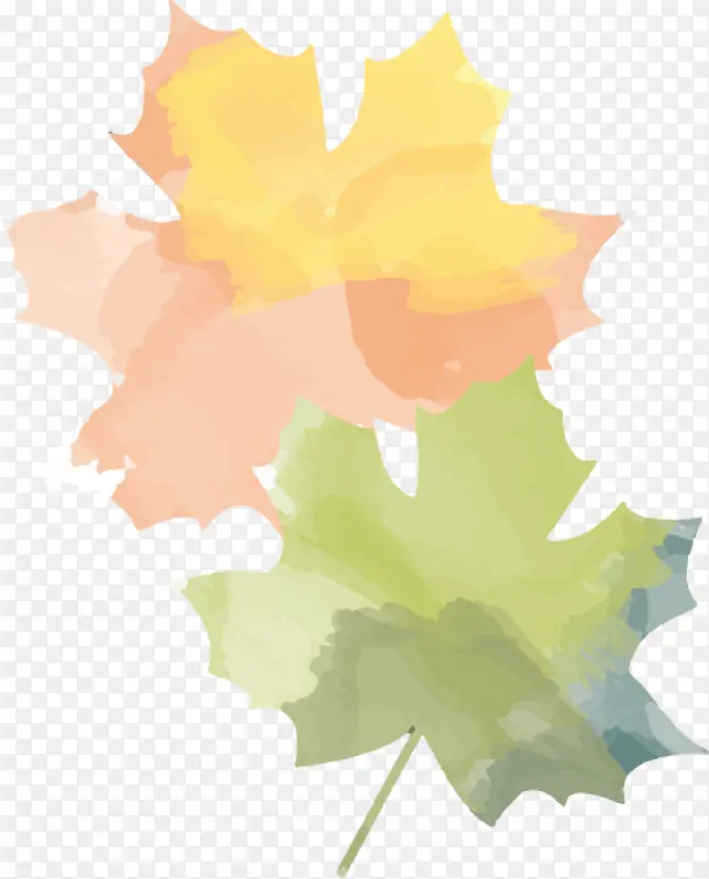 ˮ����Ҷ-������