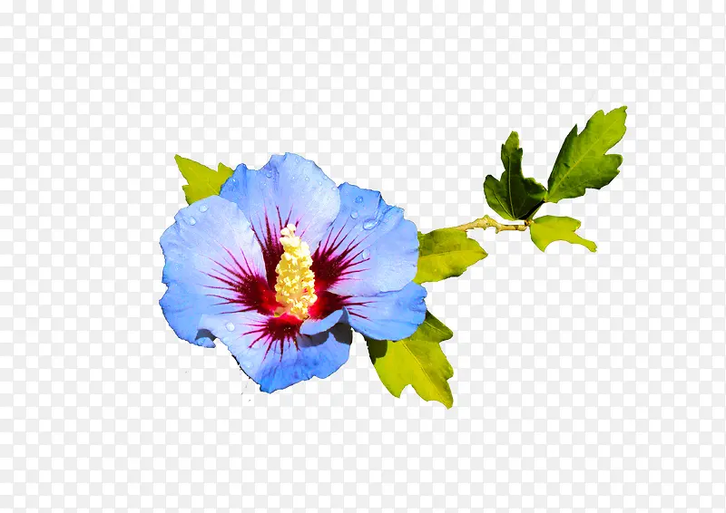 ��ɫ���ĵ���֦�ϵ���ɫ��-������