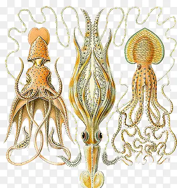 �ֻ�ī��-������