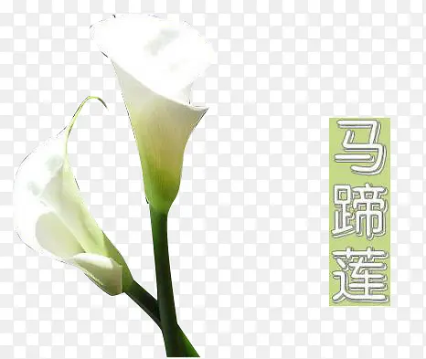 ��ɫ������-������