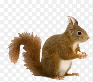 �ֻ��ز��ֻ涯���ز�-������