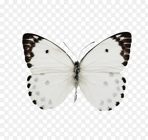 ��ɫ����-������