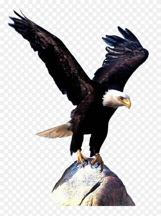 ��ӥչ��-������