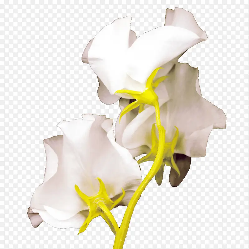 ��ɫ����-������