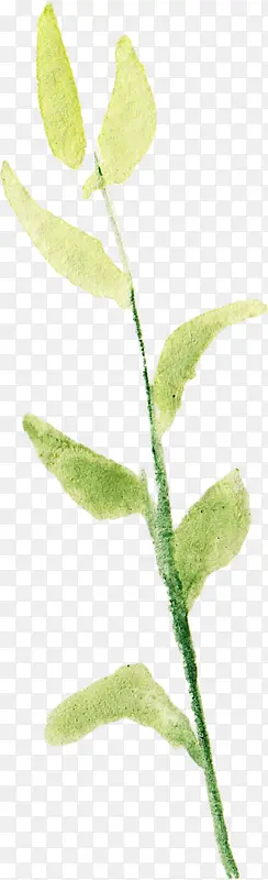 ˮ��֦Ҷ-������