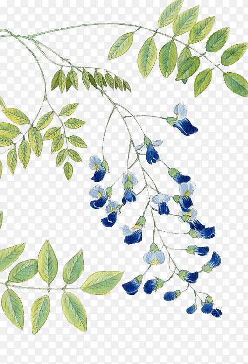 ˮ�ʻ���֦-������