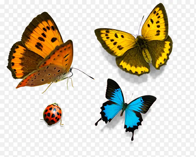 ��ɫ��ɫ��ɫ�������-������