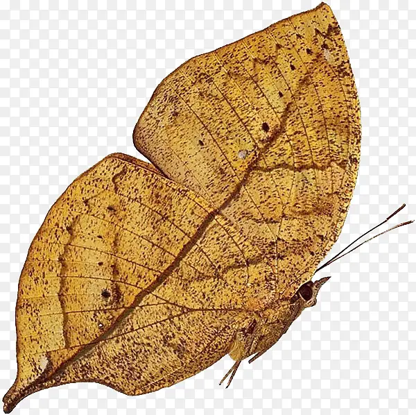 ʵ���Ҷ��-������