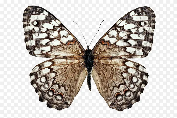 �ȴ���Ҷ��-������