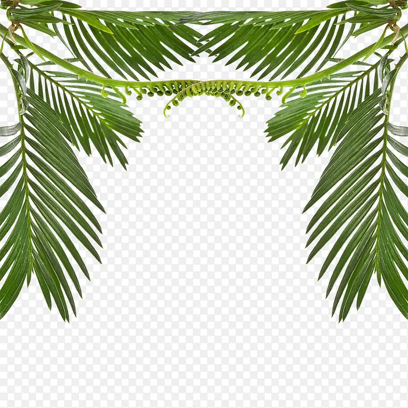 ���Ҷ-������