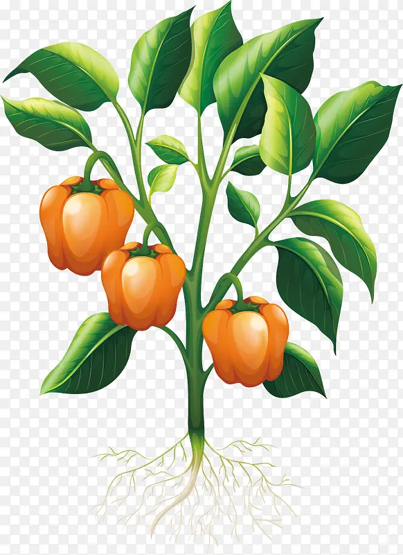 ���������еĲ˽�-������