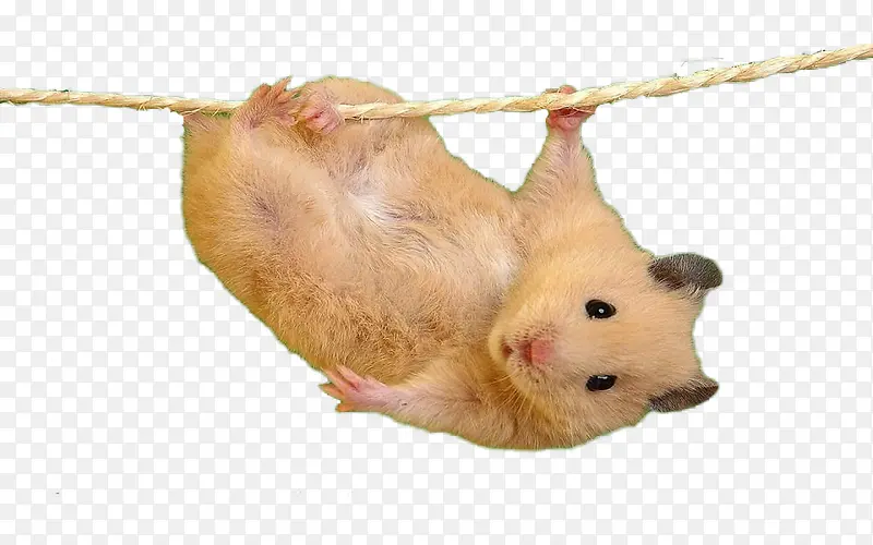 �ɰ�С��-������