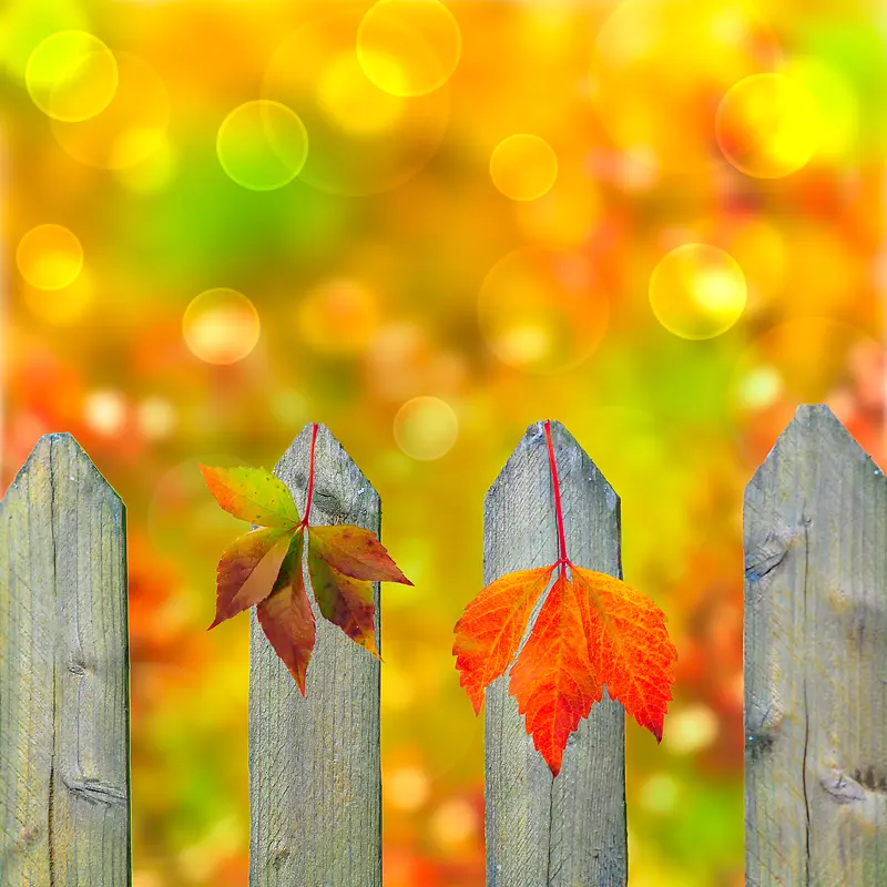 դ������Ҷ����-������