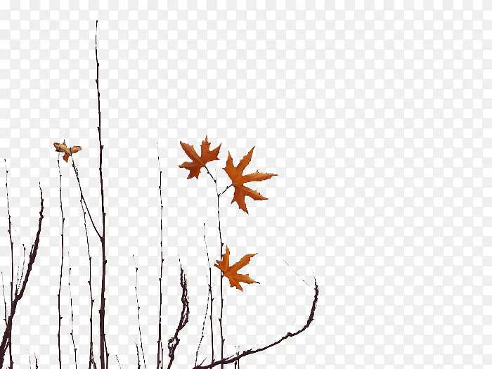 �Ƿ��＾��֦-������