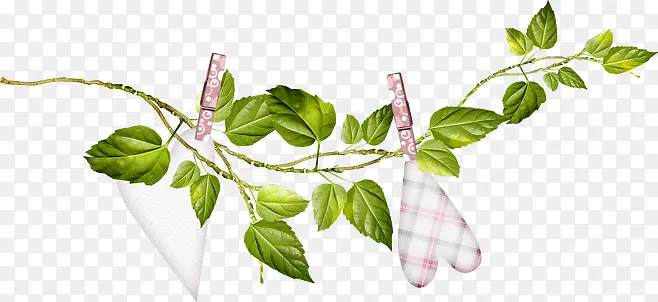 ��֦��-������