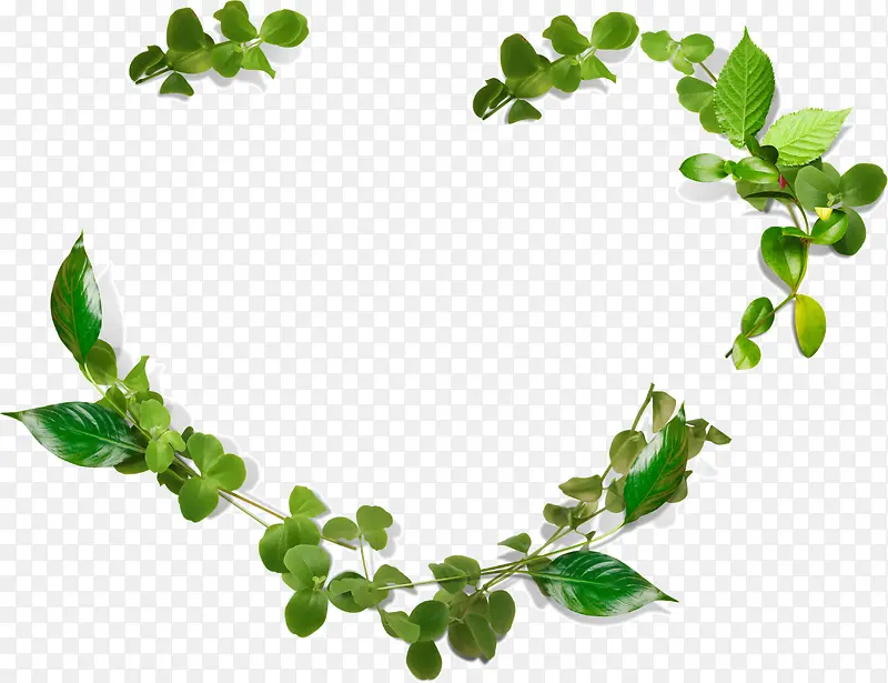 ��Ҷ��֦����-������